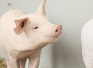 chat-luong-giong-heo-dan-mach-7