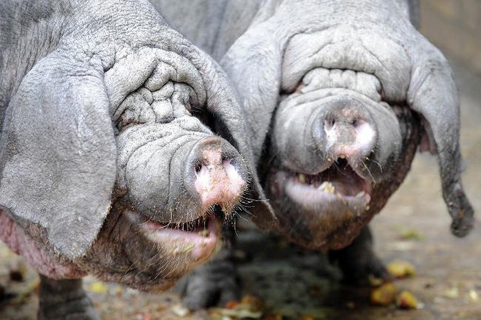 chat-luong-giong-heo-dan-mach-so-voi-cac-giong-heo-khac-3