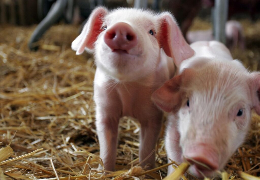 chat-luong-giong-heo-dan-mach-1