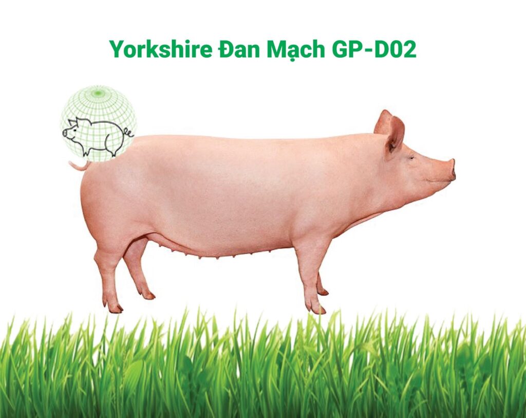 heo-dan-mach-co-gi-dac-biet-5