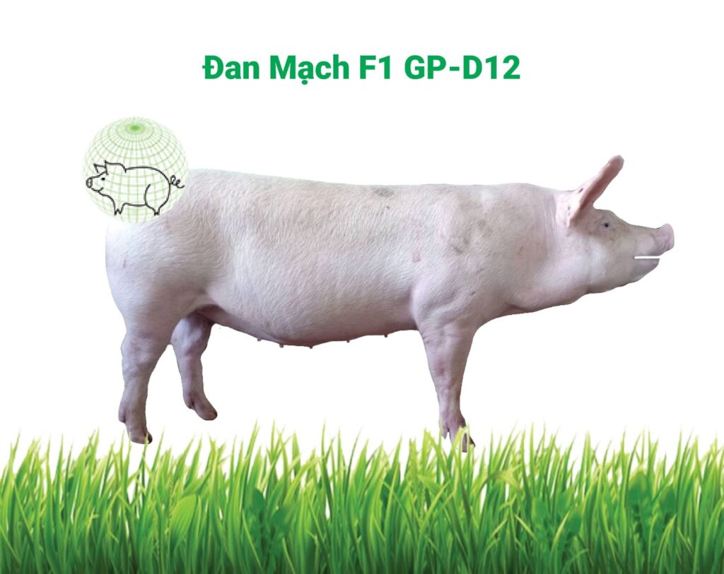 heo-dan-mach-co-gi-dac-biet-6