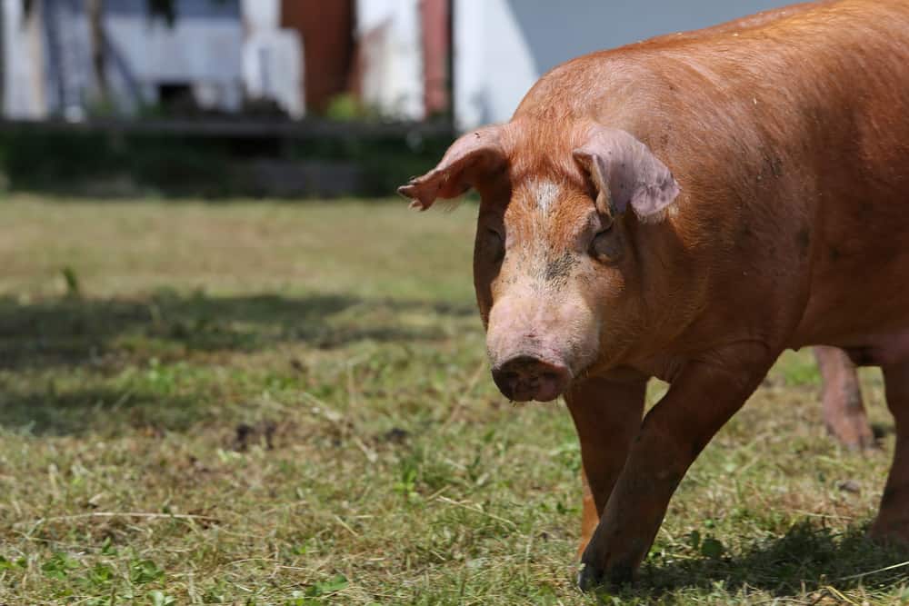 heo-duroc-dan-mach-3