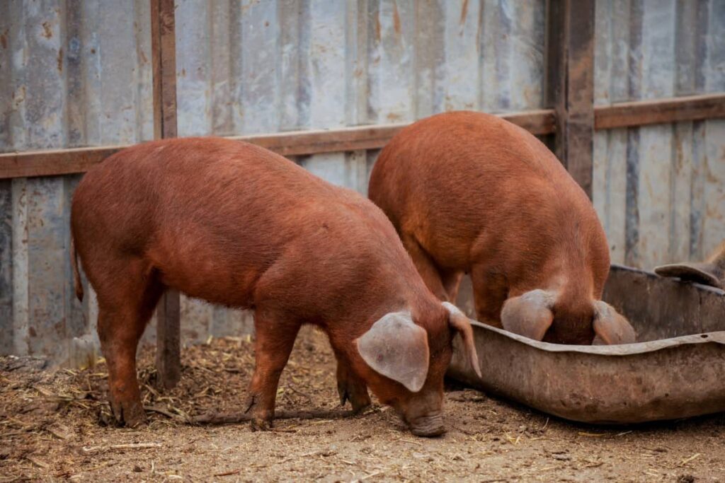 heo-duroc-dan-mach-4