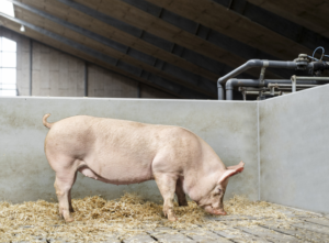 heo-yorkshire-dan-mach-1