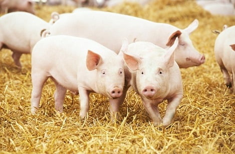 mo-hinh-thap-giong-heo-nong-nghiep-gia-tot