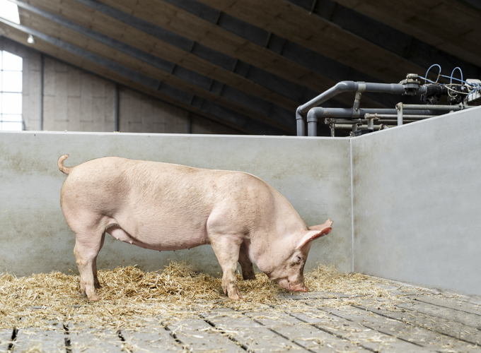 chat-luong-thit-giong-heo-dan-mach-1