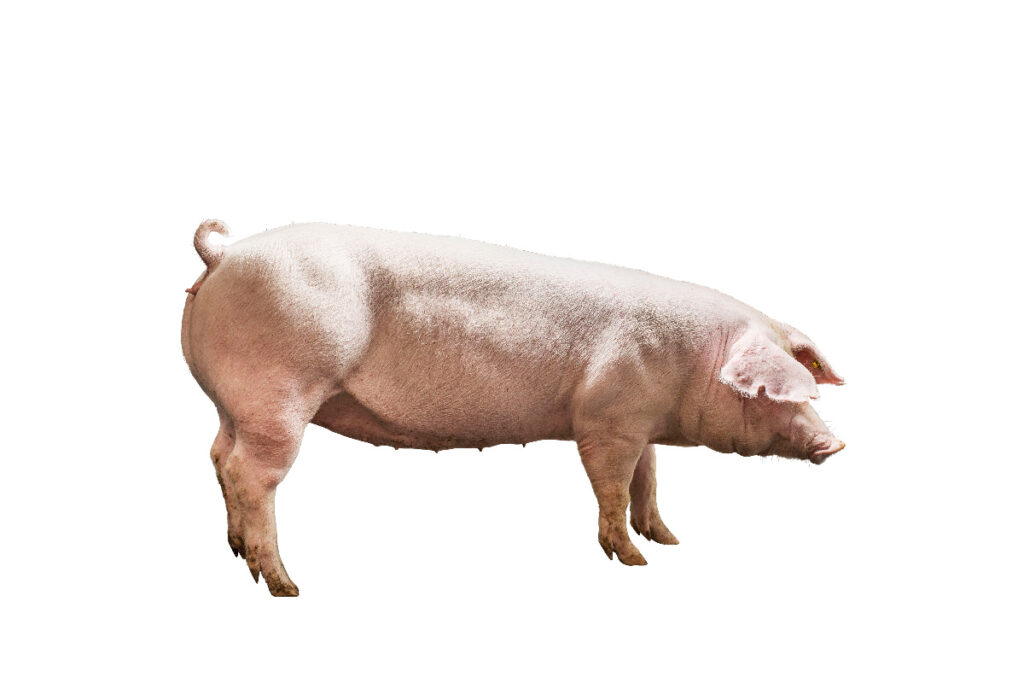 chat-luong-thit-giong-heo-dan-mach-4