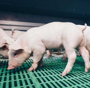 chat-luong-thit-giong-heo-dan-mach-5