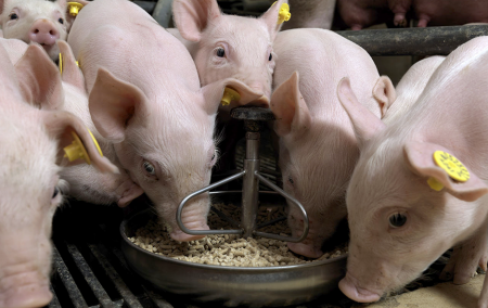 chi-phi-thuc-an-cho-heo-nong-nghiep-gia-tot