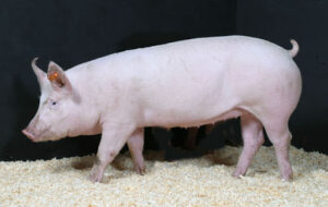 heo-giong-hybird-f1-thuan-nhap-khau-my