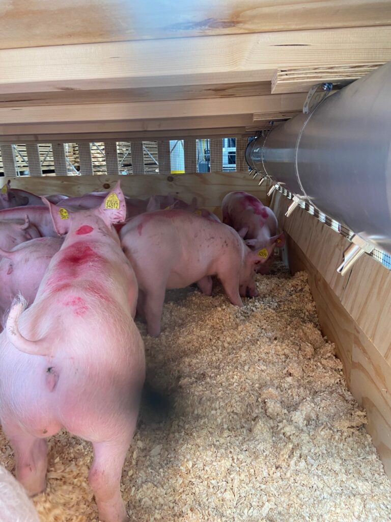 cham-soc-heo-nai-dan-mach-3