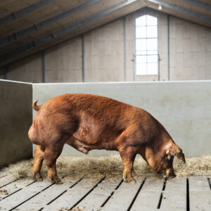heo-duroc-dan-mach