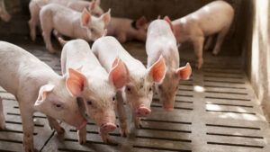 heo-giong-hypor-co-gi-dac-biet-nong-nghiep-gia-tot