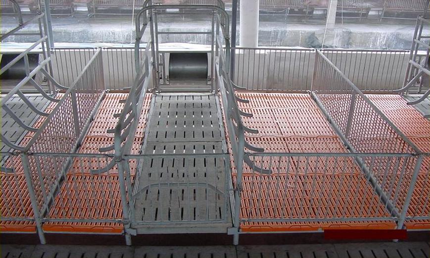 ky-thuat-chan-nuoi-heo-dan-mach-1