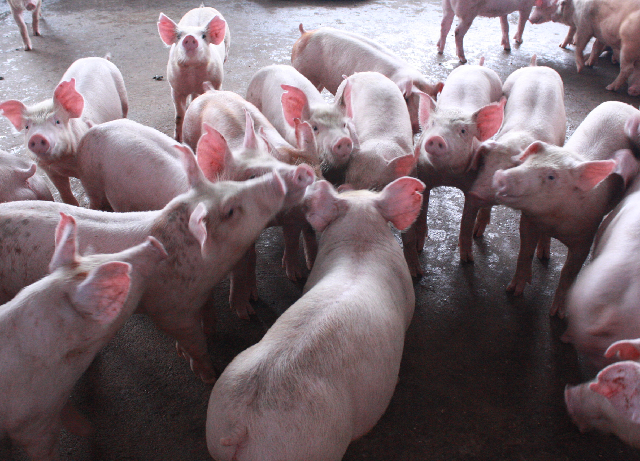 ky-thuat-phoi-giong-heo-dan-mach-2