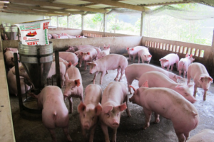 ky-thuat-vo-beo-heo-thit-nong-nghiep-gia-tot