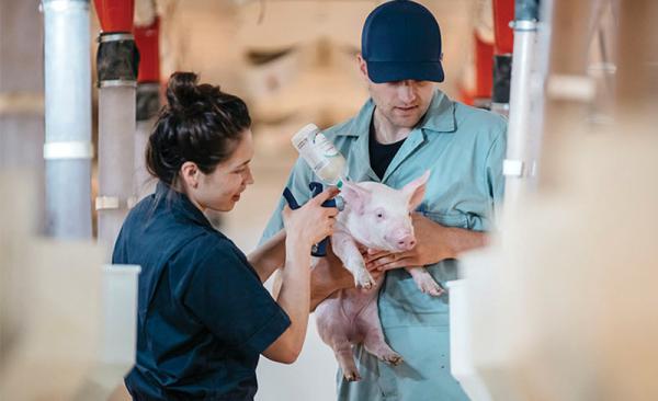 lich-tiem-vac-xin-heo-hau-bi-dan-mach-1