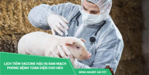 lich-tiem-vac-xin-heo-hau-bi-dan-mach