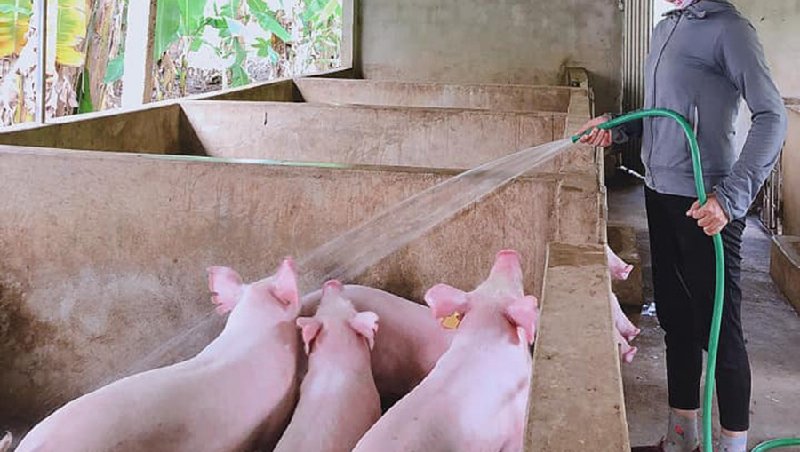 lich-tiem-vac-xin-heo-hau-bi-dan-mach-5