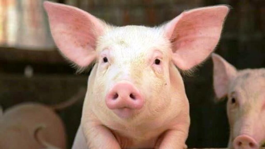 lon-an-xong-bi-non-nong-nghiep-gia-tot