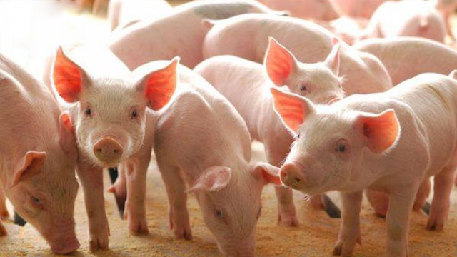 lon-con-moi-cai-sua-nong-nghiep-gia-tot