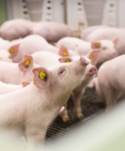 mot-so-luu-y-khi-chon-heo-con-nuoi-thit-nng-nghiep-gia-tot