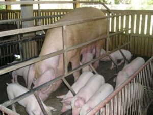 thoi-diem-phoi-giong-cho-heo-nong-nghiep-gia-tot