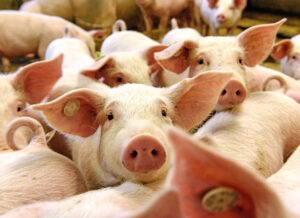 can-lam-gi-khi-nhap-heo-dan-mach-ve-trai