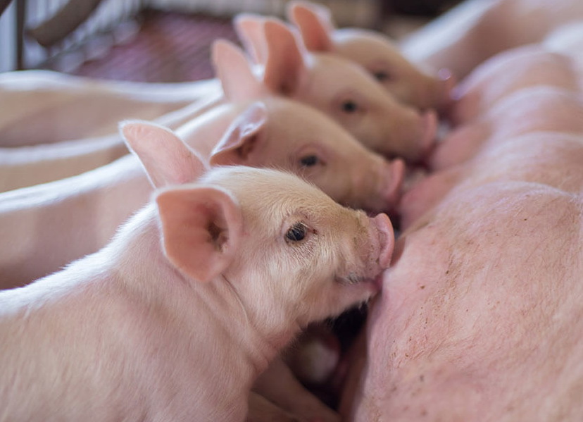 cham-soc-heo-dan-mach-moi-de-1