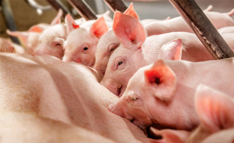 cham-soc-heo-dan-mach-moi-de