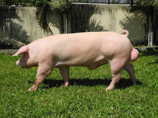 heo-landrace-lai-duoc-voi-heo-nao-nong-nghiep-gia-tot