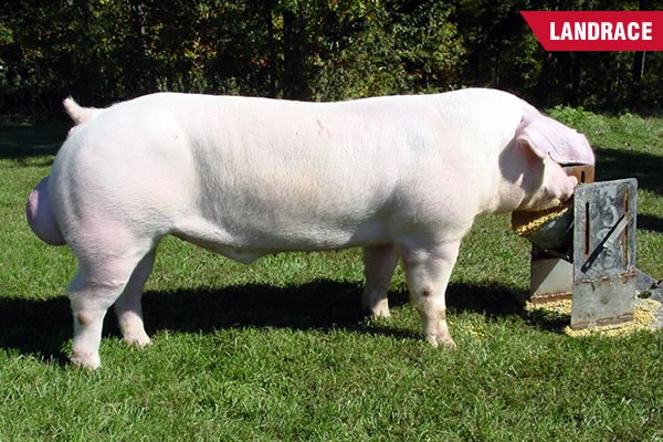 heo-landrace-nong-nghiep-gia-tot