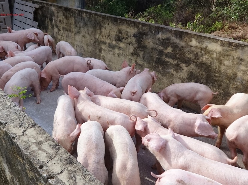 nen-mua-heo-giong-o-dau3