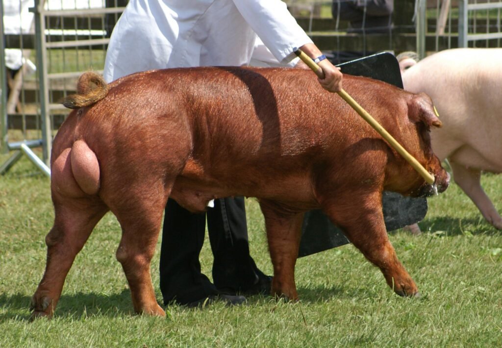Heo giống thuần Duroc nhập khẩu Pháp