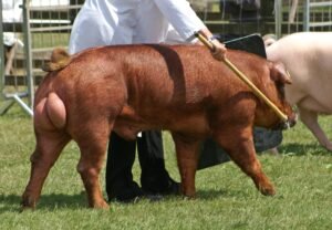 Heo giống thuần Duroc nhập khẩu Pháp