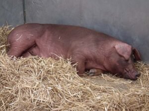 Heo giống Duroc thuần nhập khẩu Mỹ