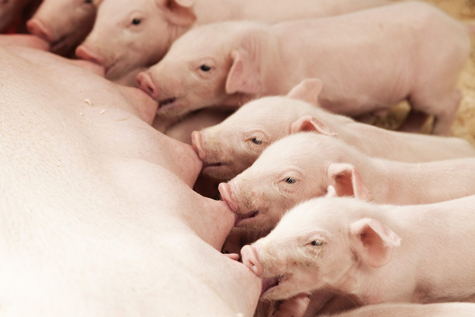 Sáp nhập Hypor và Danish Genetics