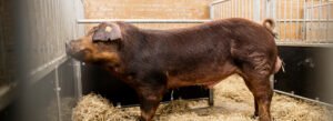 Heo giống thuần Duroc nhập khẩu Pháp