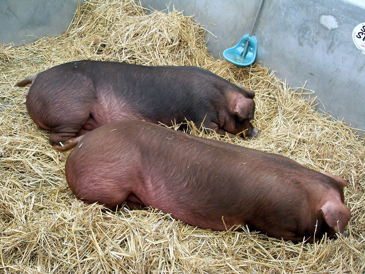 heo Duroc thuần nhập khẩu Pháp