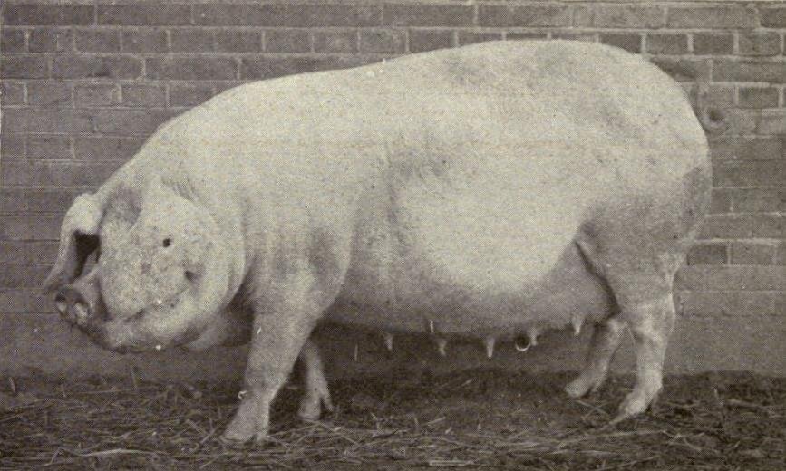nái Landrace Đan Mạch – ảnh tư liệu năm 1909